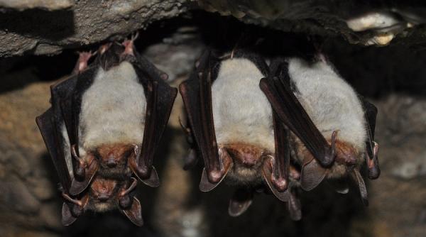 liliecii nu prezinta un risc mai mare de raspandire a virusurilor la oameni in comparatie cu alte specii studiu