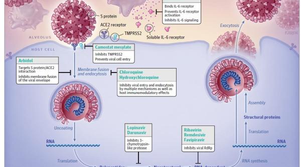 studiu cum infecteaza coronavirusul si la ce folosesc informatiile
