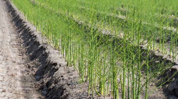 sucevean aflat la cules de sparanghel in germania gasit mort