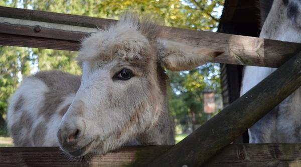 un animal rar s a nascut intr un parc national din kenya