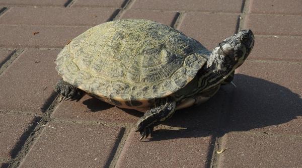 o femeie a fost amendata pentru ca a iesit la plimbare cu broasca testoasa