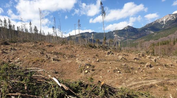 padure de 80 ha  pusa la pamant in cheia  costel alexe  50 000 mc de arbori sanatosi