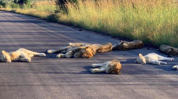 imagini inedite leii se tolanesc pe asfalt in africa de sud
