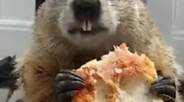 video cu o marmota devenit viral in fata cui manca