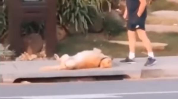 dupa 30 de zile de carantina cainii incep sa protesteze cel mai amuzant animal din online