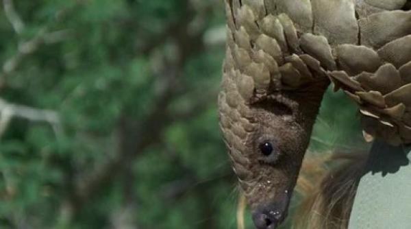 piata neagra de pangolini din china ancheta facuta de david attenborough