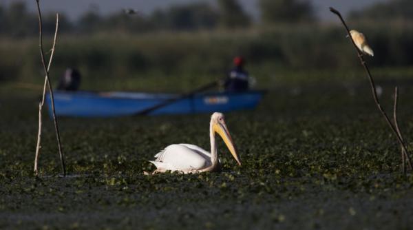 actiune criminala in delta dunarii o spun cu toata responsabilitatea presiune politica