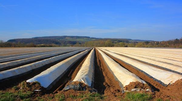 afaceri cu sparanghel venituri impresionante in doar patru ani