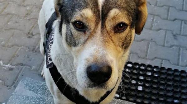 cand pot iesi cu cainele persoanele peste 65 de ani  raspuns oficial