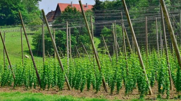 scandal monstru recrutare romani pentru germania au aparut probleme la ministerul agriculturii si s a anulat