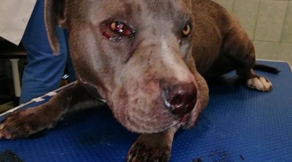 cruzime fara margini un barbat din cluj si a batut cainele legat de gard cu sapa