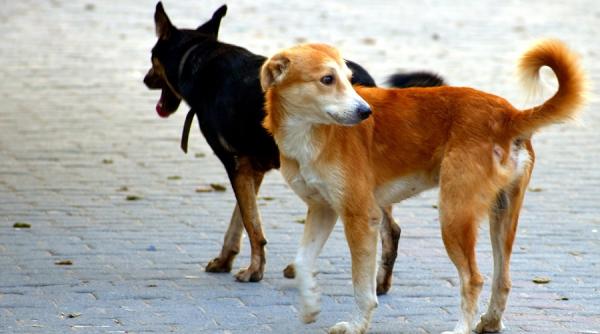 asociatiile de animale avertizeaza de ce sa nu adopti in plina pandemie