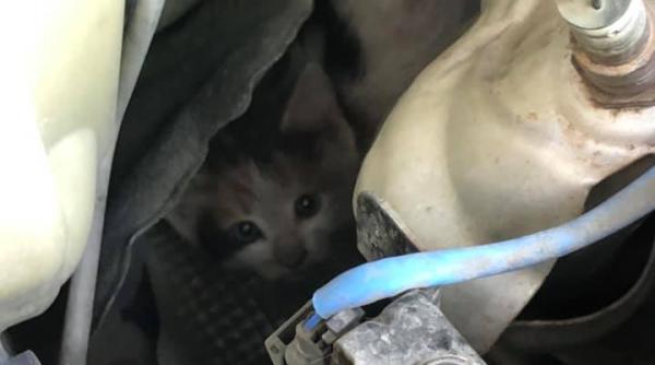 vrei sa adopti o pisica uite cat este de adorabila foto