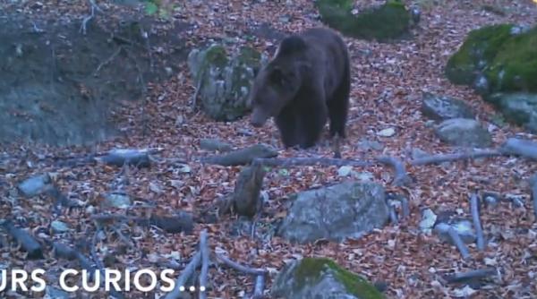 imaginile momentului in romania   un cerb relaxat  un lup singuratic  un urs si un jder