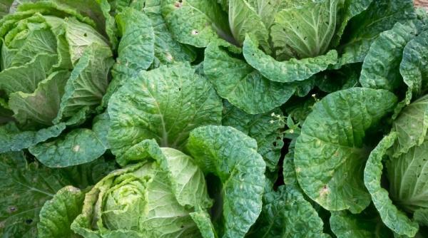 nutritionist celebru abuzati de varza noua si de marar rezultate garantate