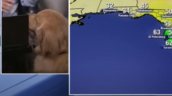 cat de tare un prezentator tv facea live de acasa ce a iesit merita vazut video