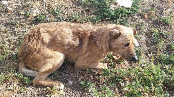 catel salvat dupa ce a traversat inot canalul dunare marea neagra