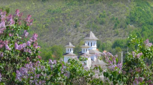 cea mai mare padure de liliac din romania raiul pe pamant