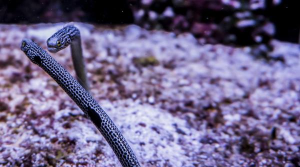 un acvariu din japonia solicitare inedita tiparii uita cum arata oamenii