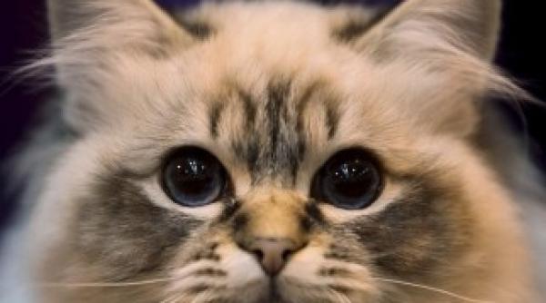 franta cerere bizara pentru bolnavii de covid 19 care au pisici