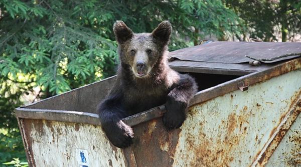 ursii au coborat in statiunile montane jandarmii au intervenit