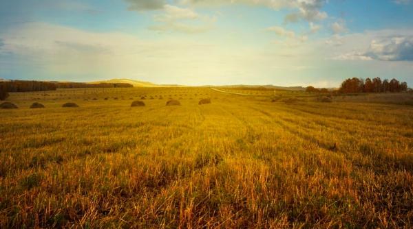 studiu zile prea fierbinti pentru fermieri numarul se va dubla