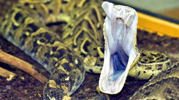 studiu toxinele animale care ne pot salva viata