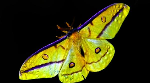 rolul secret al moliei la ce sunt cruciale insectele