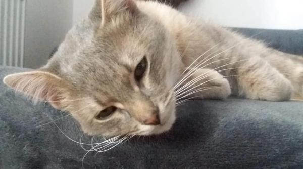 pisicile asimptomatice raspandesc noul coronavirus studiu