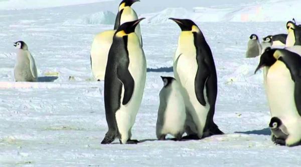 pinguini in vizita la muzeul de arta prefera caravaggio decat monet imaginile au devenit virale video