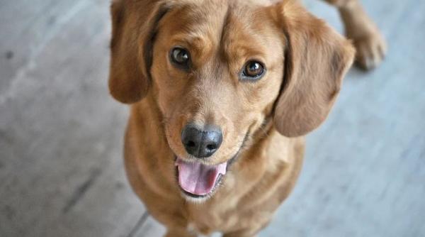 de ce se ascunde catelul dupa picioarele tale stiai acest lucru