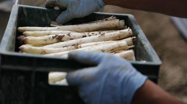 revolta sezonierii romani din germania dau de pamant cu sparanghelul