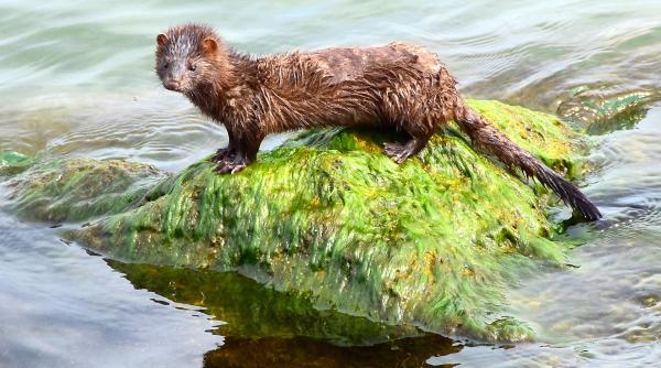angajat la o ferma de nurci infectat cu noul coronavirus