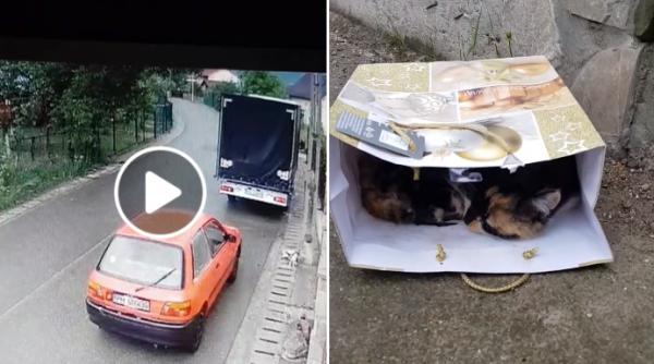 gest revoltator imagini oribile marinescu cere interventia parchetului video