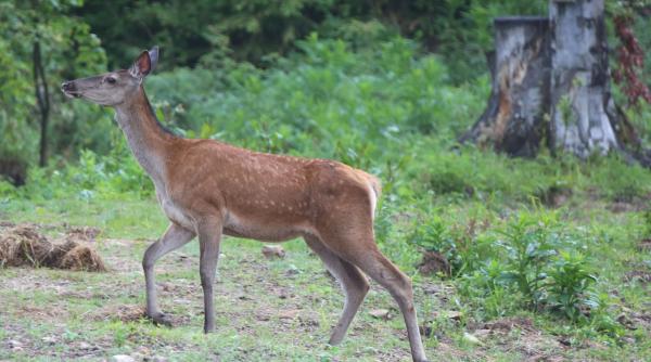 caprioara salvata de jandarmi de pe strazile din satu mare
