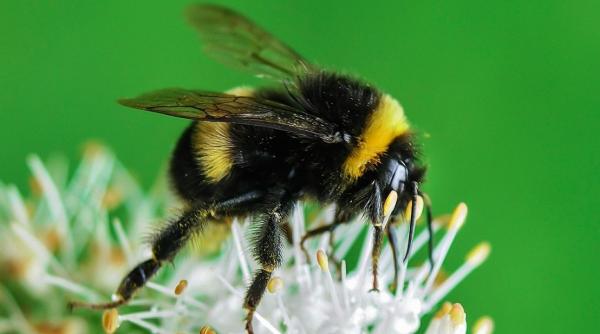 de ce rup intentionat bondarii frunzele plantelor motivatia din spatele distrugerii