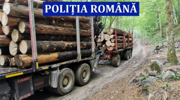 mii de metri cubi de lemn confiscati de autoritati actiuni pentru protejarea padurilor