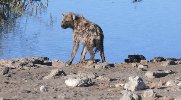 o hiena africana atac la o stana din galati