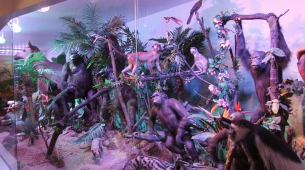 muzeul antipa se redeschide