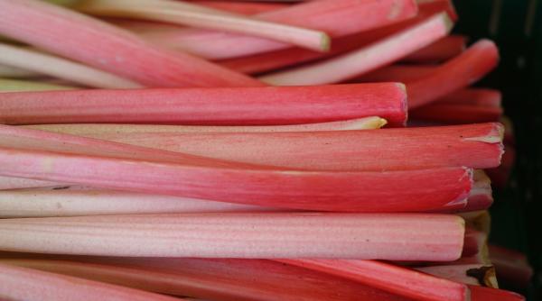 atentie rubarba poate fi ucigatoare in ce conditii totul despre planta minune