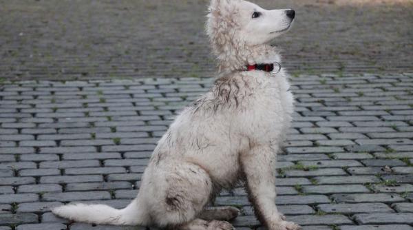 povestea cainelui care a asteptat 3 luni in fata unui spital