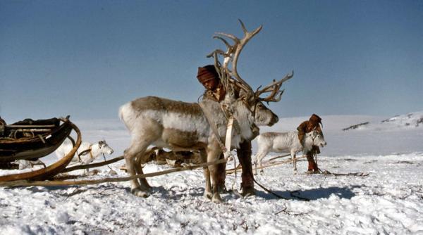 s a nascut primul pui de ren din romania in captivitate