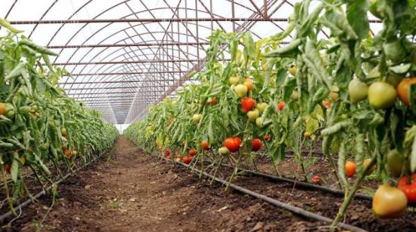 programul tomata a intrat in malaxorul dna