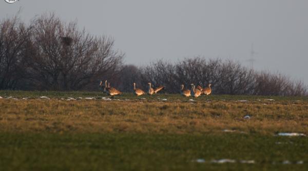 dropia aparitie in premiera in romania patricia ivanciuc the nature corner masuri concrete pentru protejarea speciei anunturi de ultima ora