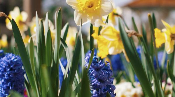 actionam responsabil in echilibru cu natura