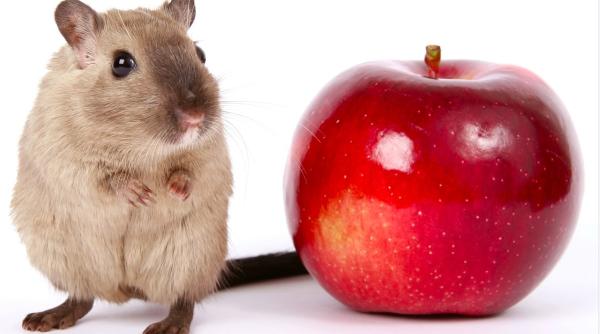 revolutie pentru transplanturi operatia cu succes care schimba viitorul