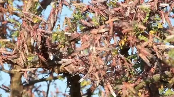 invaziile de lacuste fac ravagii in lume  urmeaza foamete  avertizeaza onu