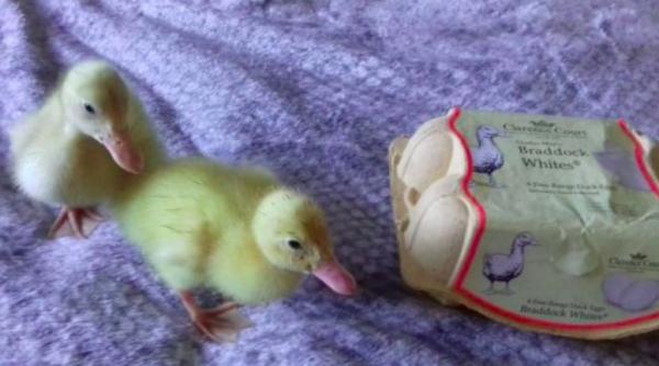 foto o femeie a incubat 3 oua de la supermarket si acum are 3 ratuste adorabile