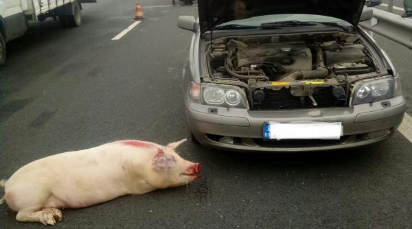 accident pe autostrada a1 soferii au incercat sa evite un porc