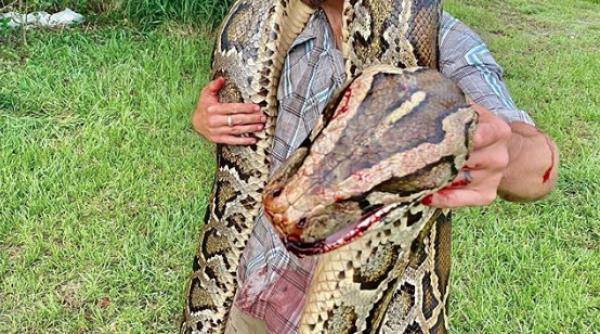 video cum a fost capturat un piton gigant in florida inima a inceput sa mi bata cu putere